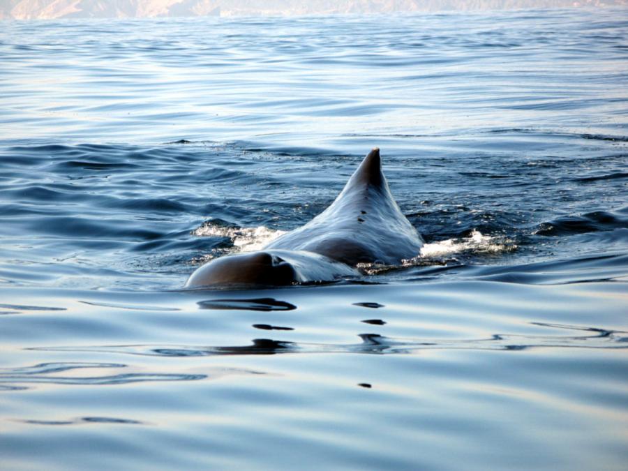 Sperm whale, Oman