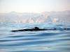 Sperm Whale, Oman