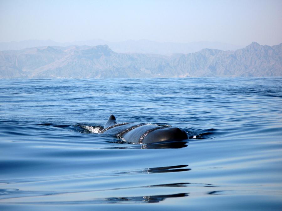 Sperm whale oman