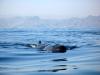 Sperm whale oman