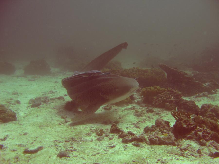 Leopard shark