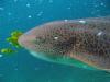 Leopard shark, Oman - katjaneisius