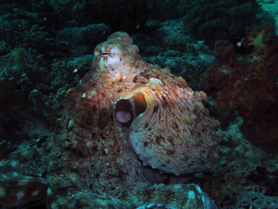 Octopus, Oman