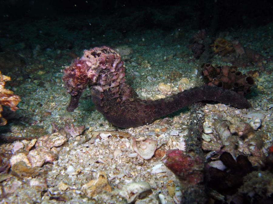 Seahorse, Oman