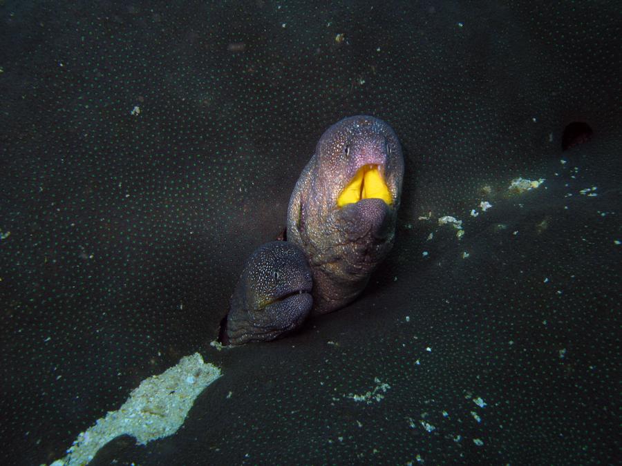 Yellow mouth moray eel