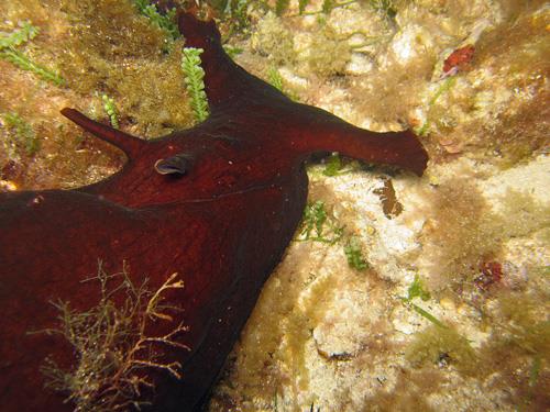 sea hare