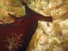 sea hare