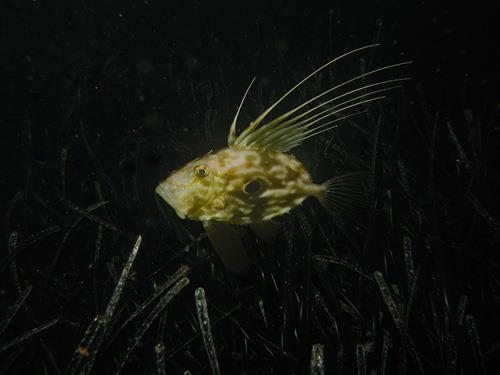 John Dory