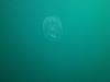 Comb Jelly