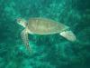 Sea Turtle - BoneCrusher