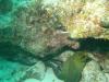 Moray eel - BoneCrusher