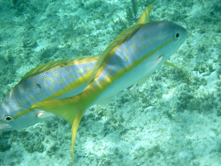 Yellow tail Goat Fish