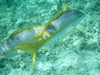 Yellow tail Goat Fish