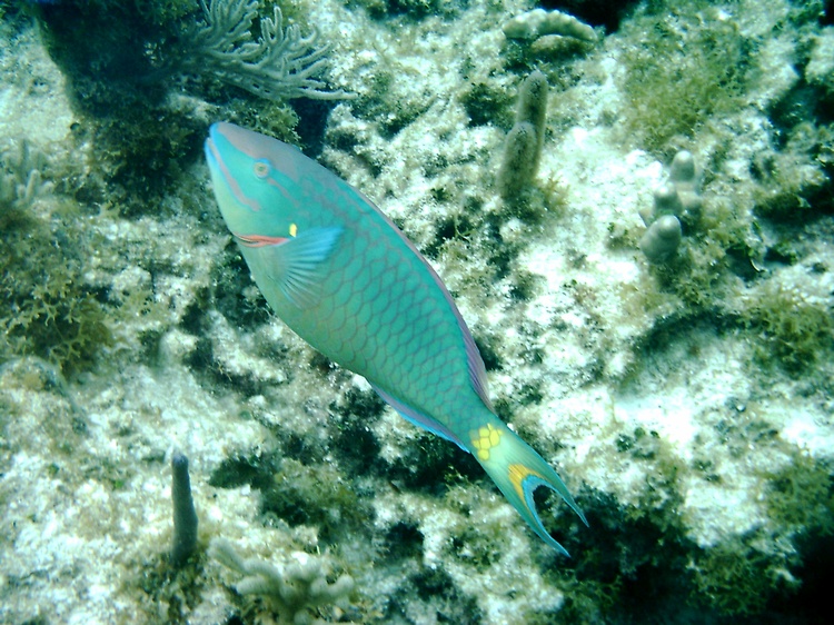 Stop Light Parrot Fish