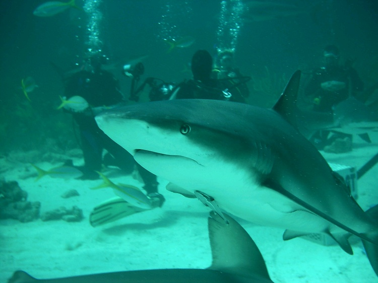 Caribbean Reef Shark