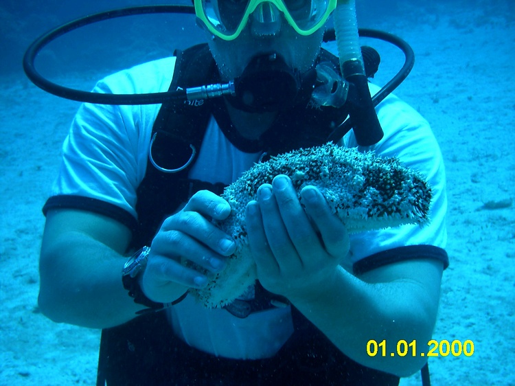 Sea Cucumber