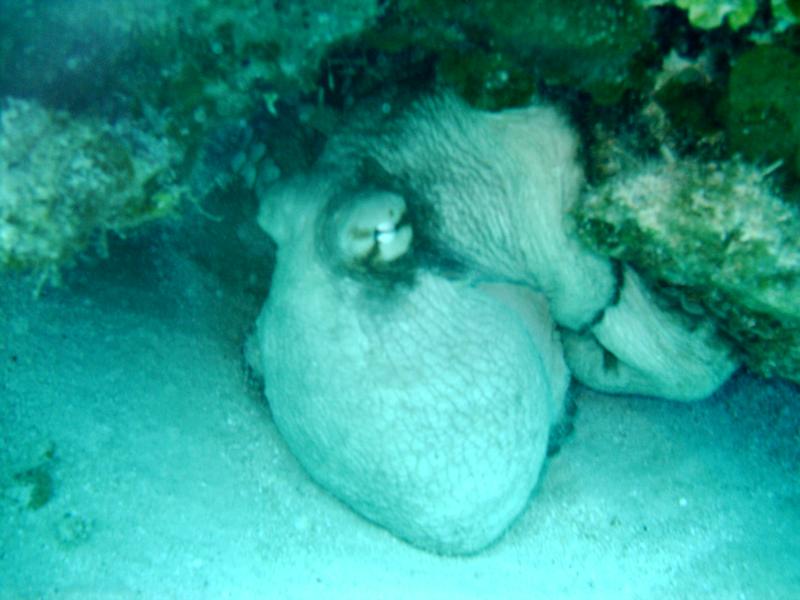 Octopuss at West Caicos
