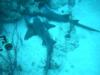 Nurse Sharks at the moring line