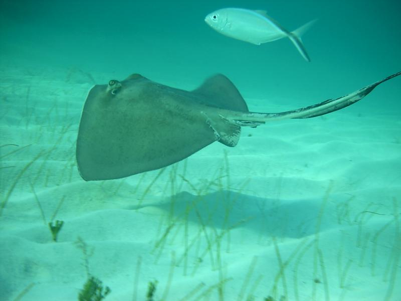 Ray swimming away from a snorkler