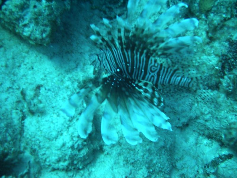 Lion Fish