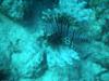 Lion Fish