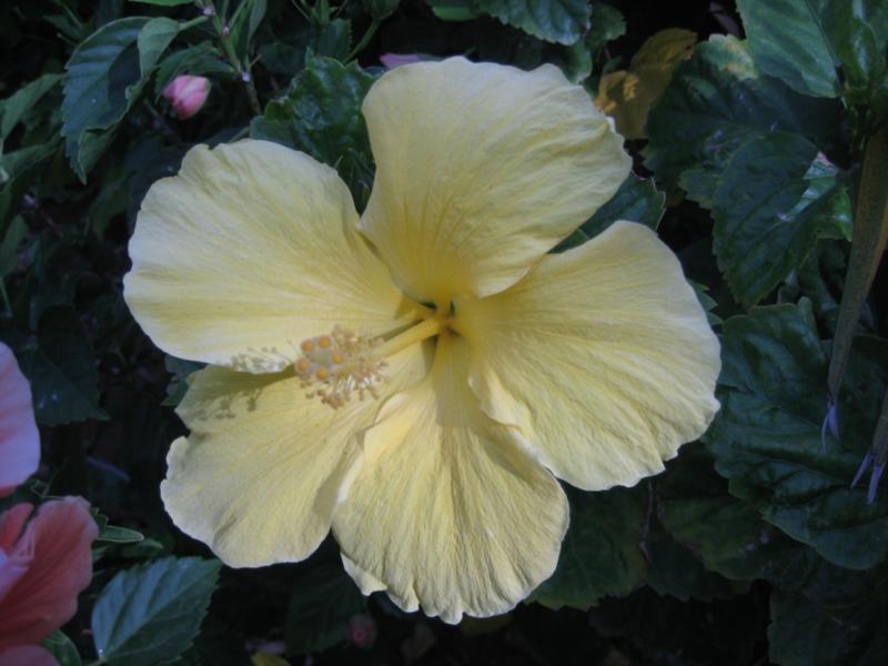 Yellow Hibiscus(I love these flowers)