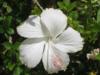 White Hibiscus (still live these things)