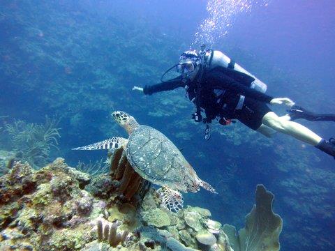 Belize Diving