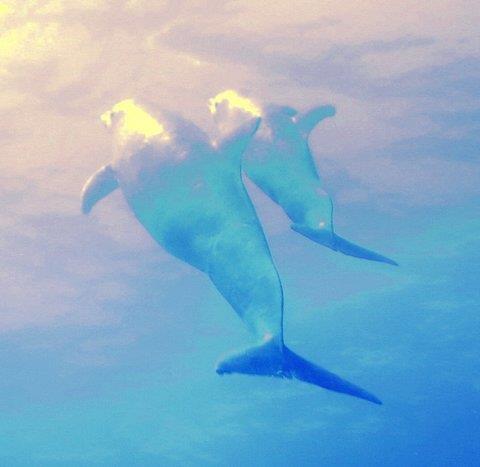 Wild Dolphin in Belize