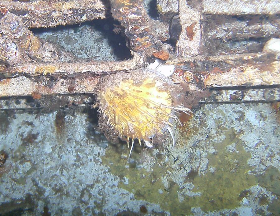 Clam in Wreck Dive