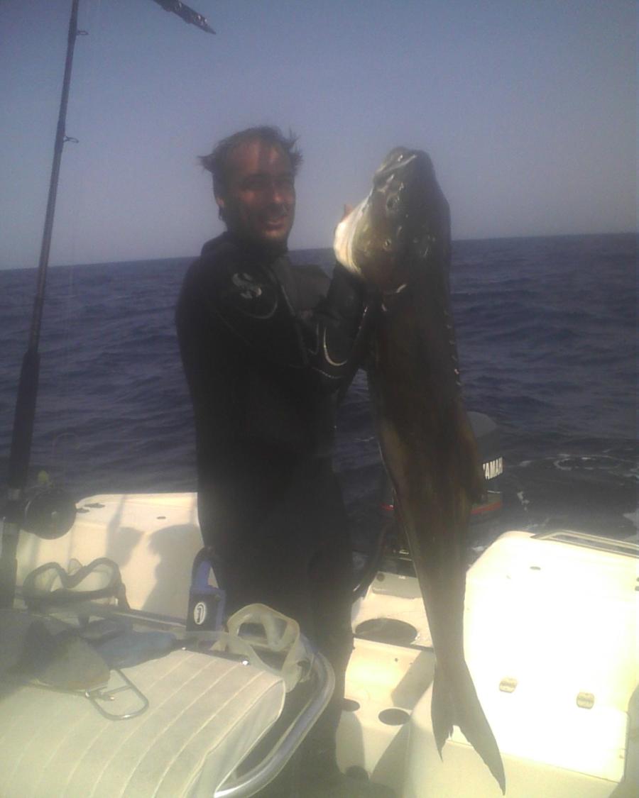 Cobia