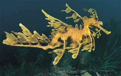 Leafy Sea Dragon