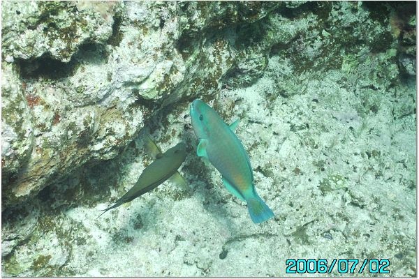 Parrot Fish