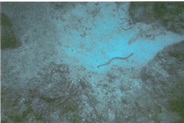 Sea Snake..Okinawa Japan,,,,they are everywhere!!!