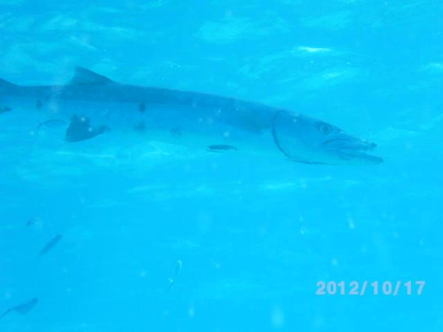 St. Thomas Oct 2012_Barracuda