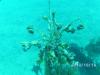 St. Thomas Oct 2012