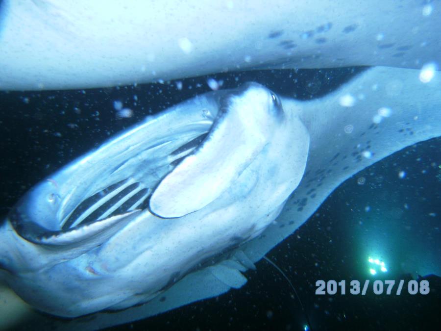 Manta Ray_night dive_Hawaii