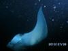 Manta Ray_night dive_Hawaii