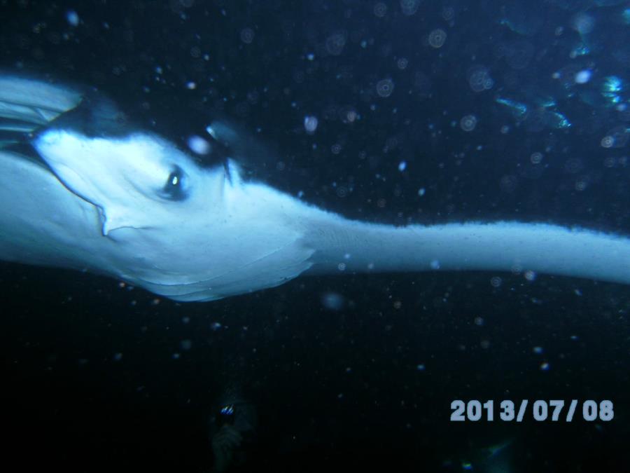 Manta Ray_night dive_Hawaii