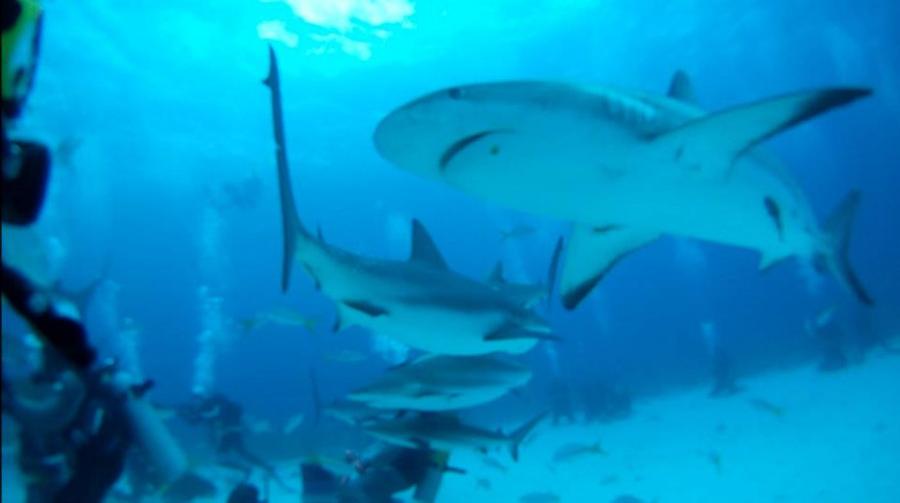 Shark Dive Bahamas