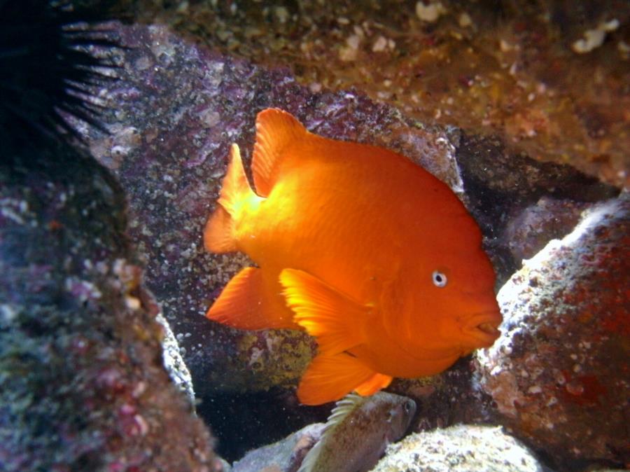 Anacapa Island