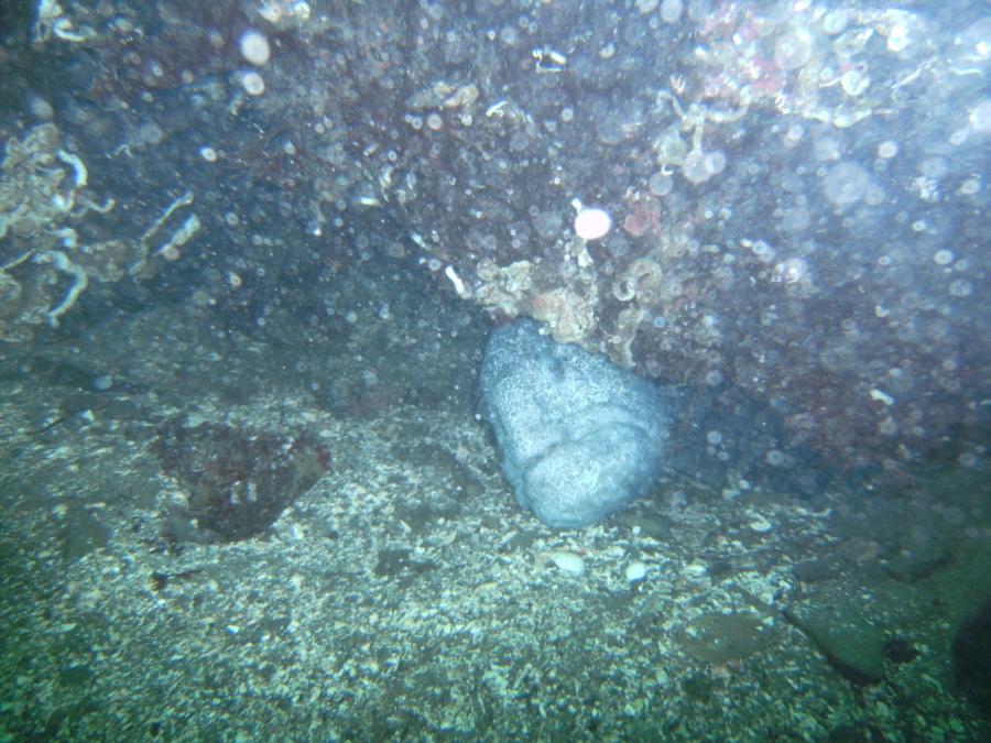 Wolf eel