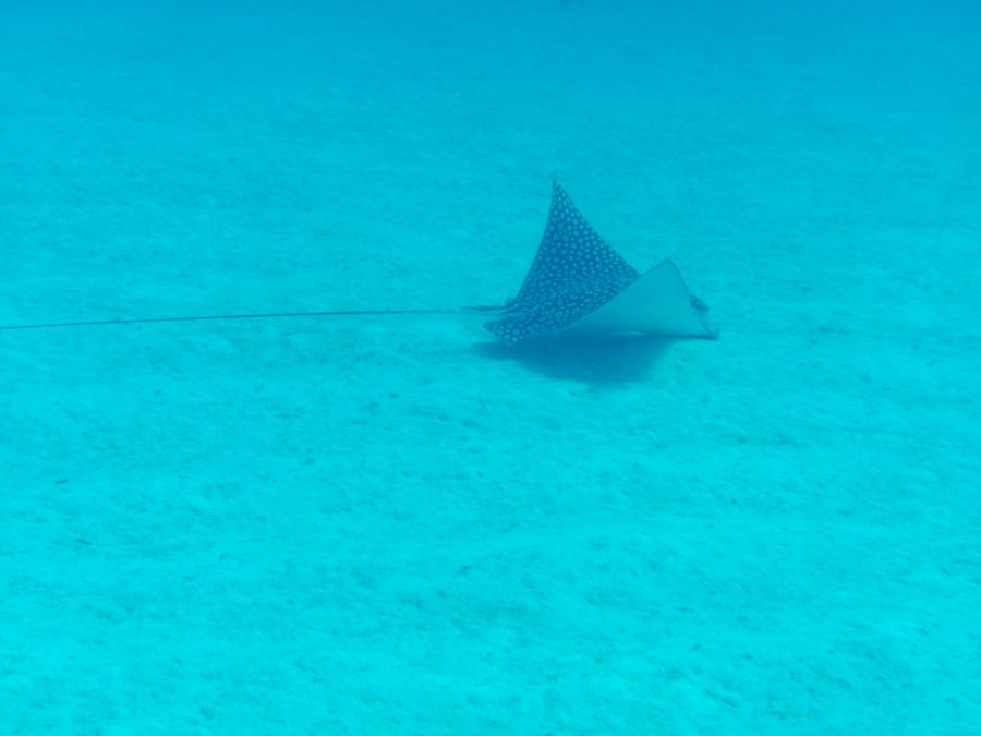 Spotted Eagle Ray at Blackie’s Hole - credit Matt Moore