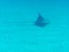 Spotted Eagle Ray at Blackie’s Hole - credit Matt Moore