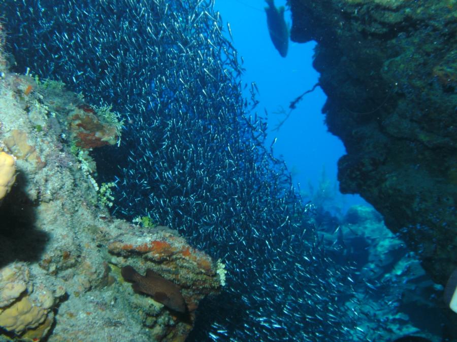 Silversides inside Blackie’s Hole - credit: Matt Moore