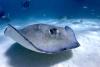 Southern Stingray at Stingray City - Photo credit: Mike Nelson of Bone-Dry Photo