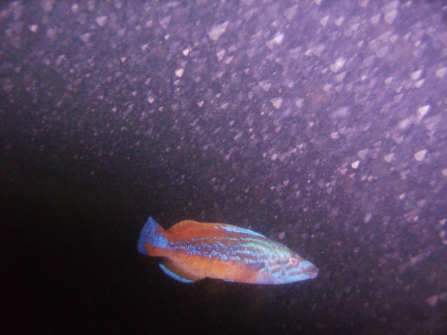 cuckoo wrasse on s.s.bandon