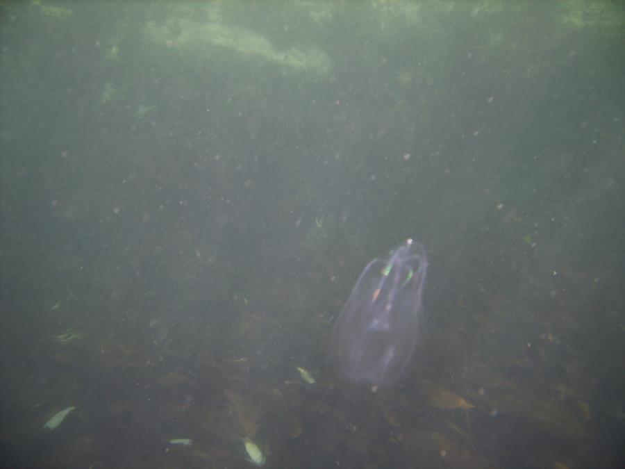 comb jelly at Helvick head