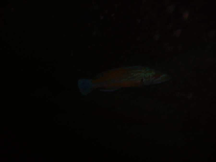 cuckoo wrasse among cargo of bombs on the cunard line Folia, torpedoed 5 miles of Ram head