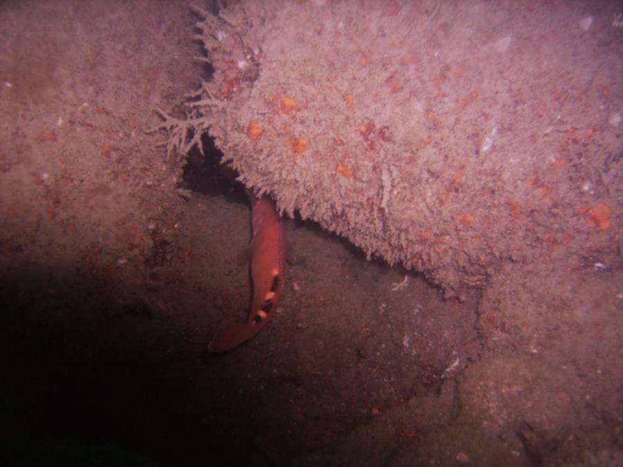 Does anyone know what type of fish this is? it is among a cargo of bombs on the cunard line folia.